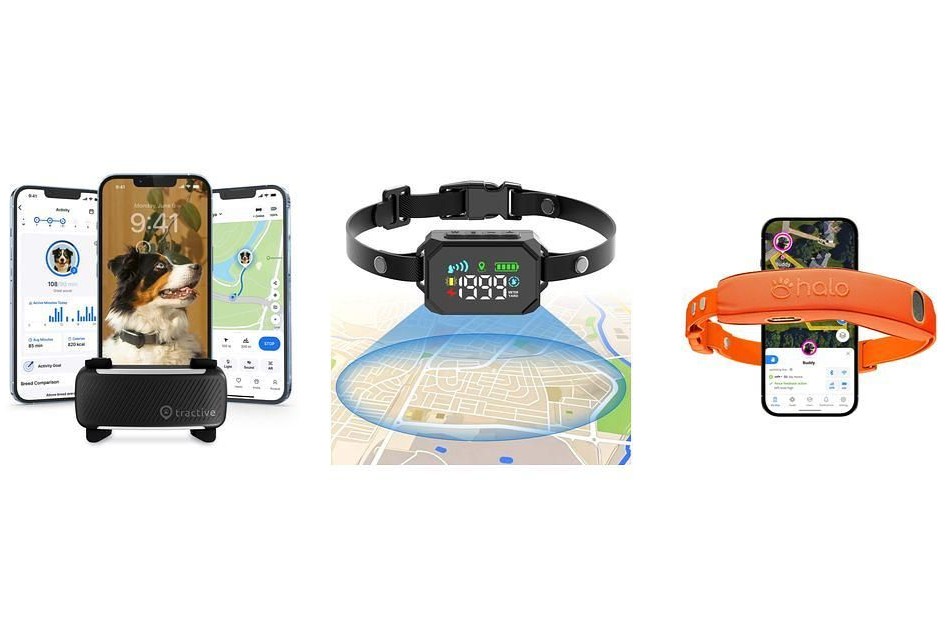 8 Best dog gps trackers and gps collars